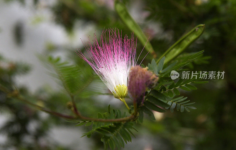 卢旺达的花朵