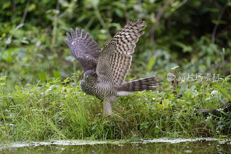 Sparrowhawk(猛禽努力)