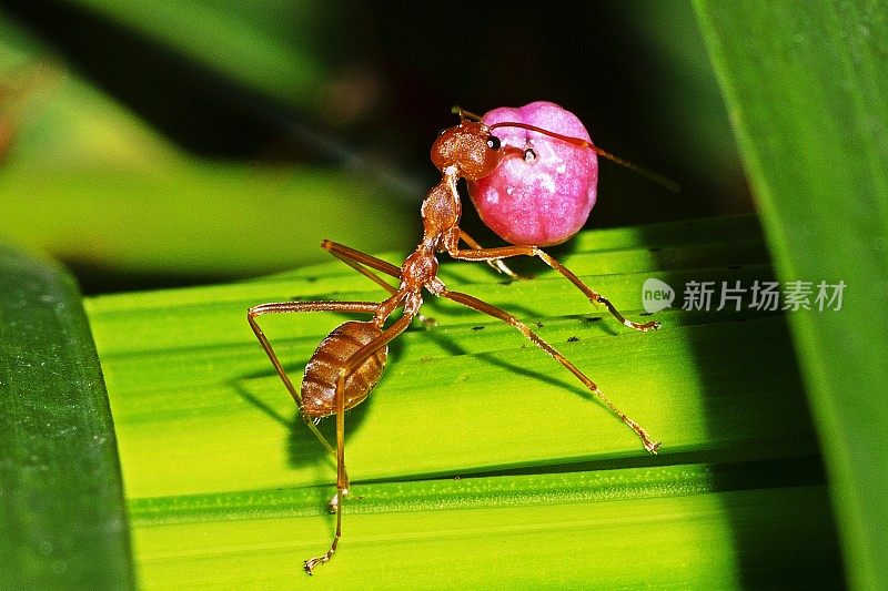 绿色树枝上的蚂蚁在搬运花朵。