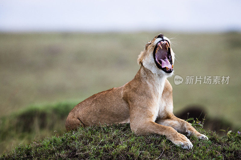 母狮在野外咆哮。