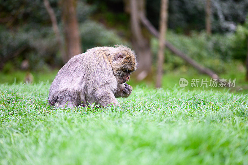 坐在野外草地上的巴巴里猕猴