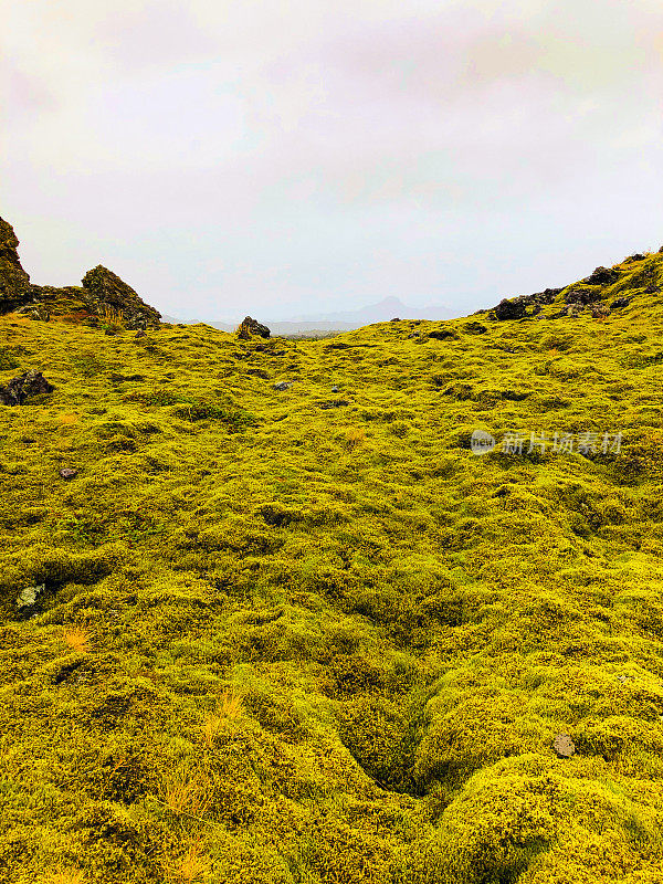 冰岛，Snaefellsnes:秋天的Berserkjahraun熔岩平原上长满了苔藓