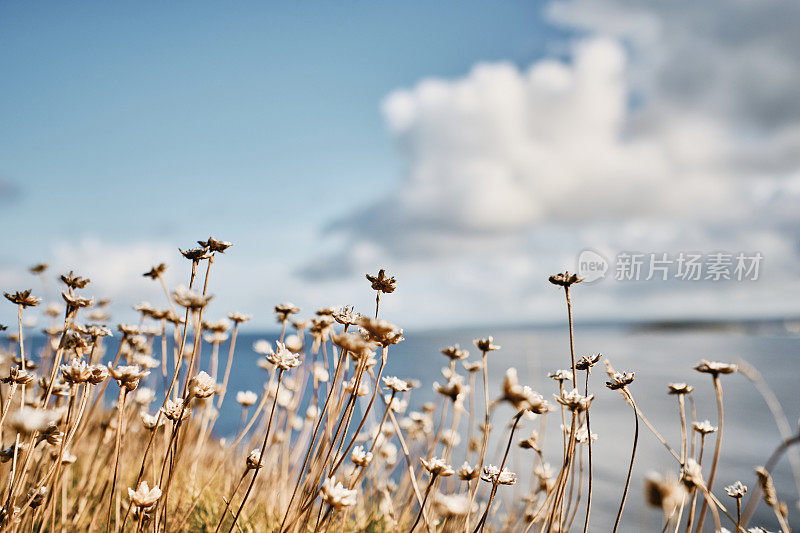 海岸的氛围，秋天的海节俭在纽基，康沃尔在一个晴朗的九月的一天。