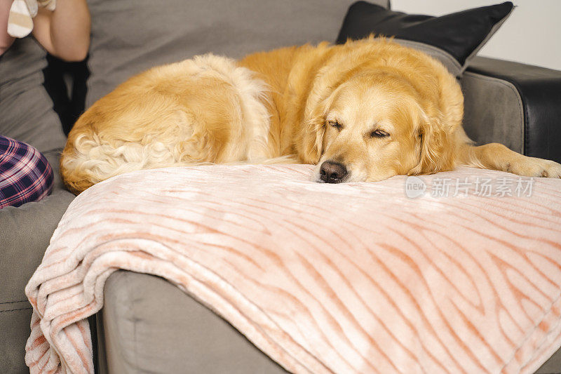 可爱的金毛猎犬睡在家里的沙发上