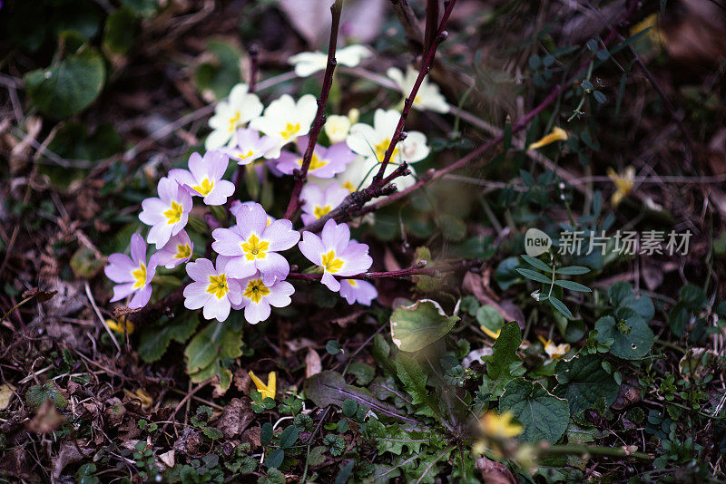 植物与花:报春花属的一组