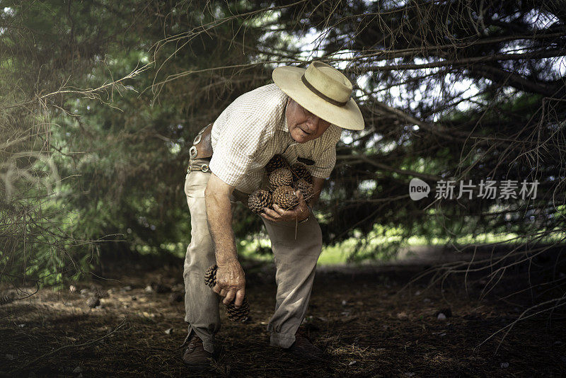 高楚老人在捡松果