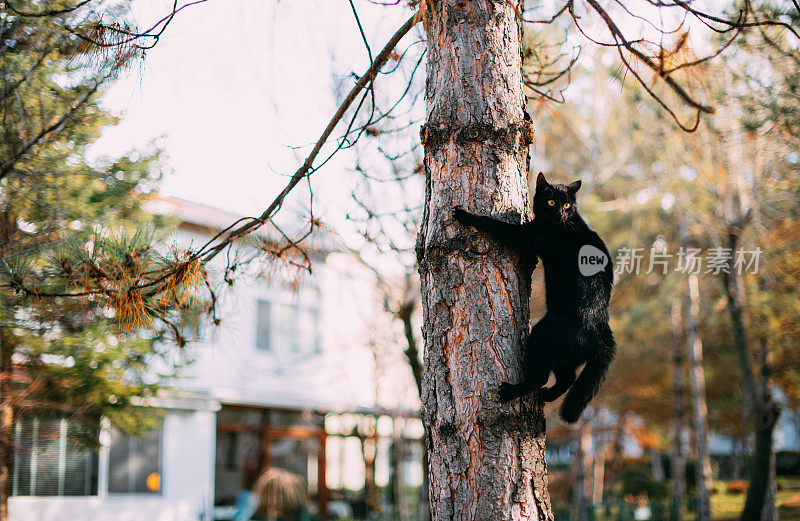 树上的黑猫