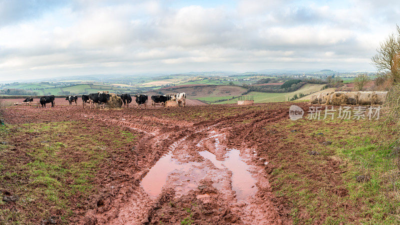 奶牛在吃着环形喂食器上的干草，前景是德文郡红色泥浆中充满水的深拖拉机履带