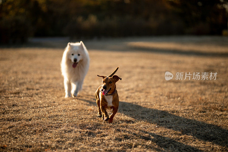 在阳光明媚的日子里，可爱的狗在公园里奔跑
