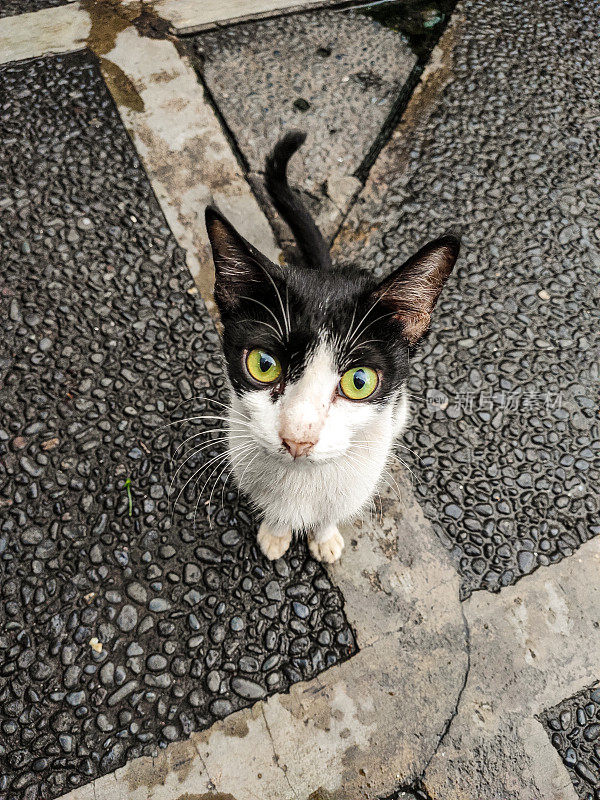 斑纹的猫