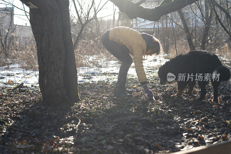 一名55岁的活跃女性在早春的废弃老苹果园里遛着她的泽能猎犬。