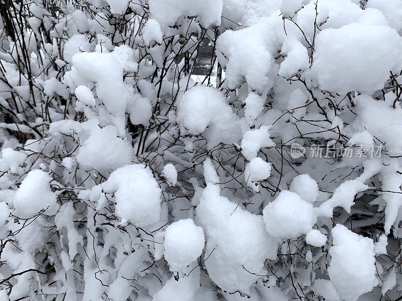 雪覆盖的灌木