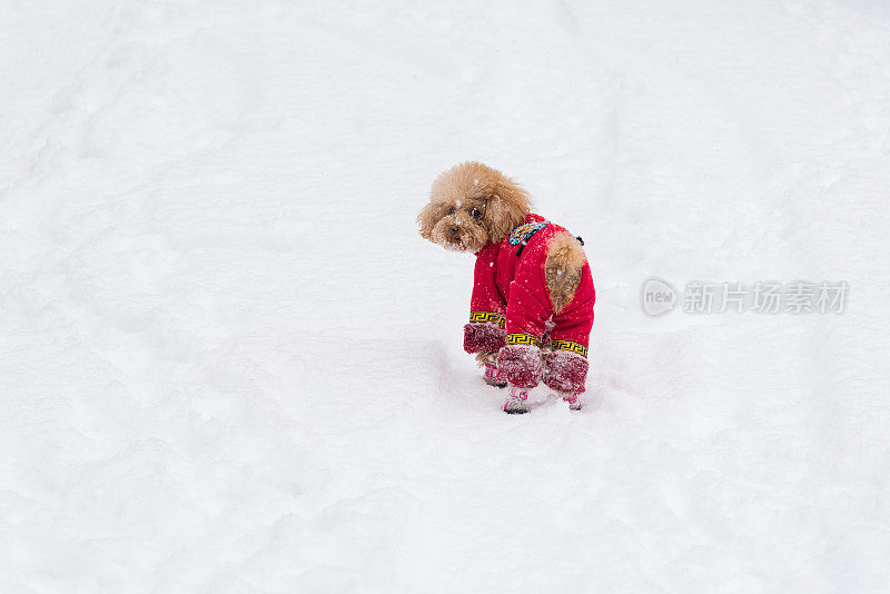 雪天里，泰迪狗穿着中国的衣服和鞋子在雪地里玩耍