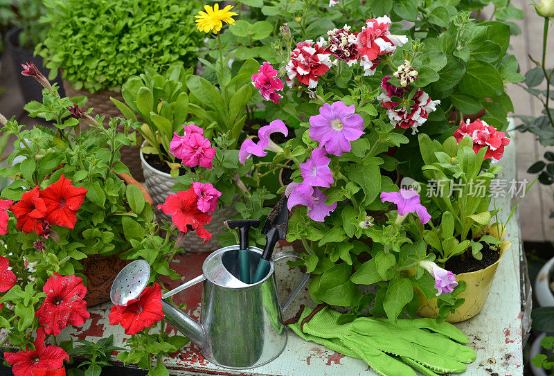 盛开的矮牵牛花花盆和喷壶在木制庭院。