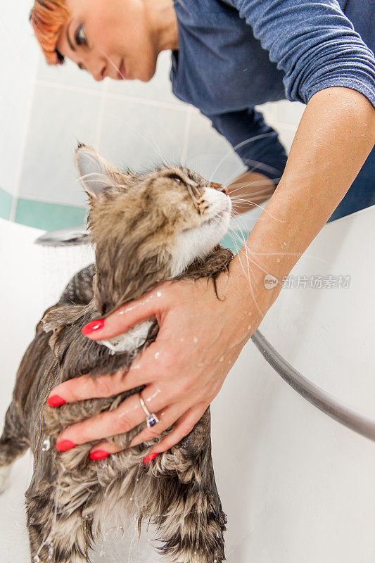成年女性宠物主人正在清洗纯种西伯利亚猫