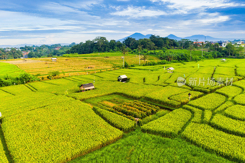 巴厘岛,古。日出时梯田的鸟瞰图。