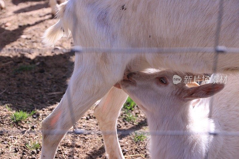 小山羊吸着母山羊的乳房，喝着母山羊的奶