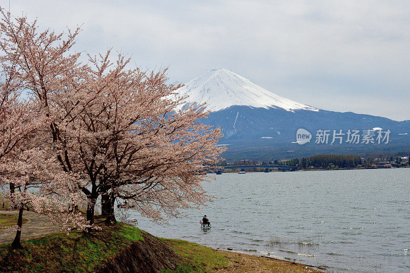 富士山和川口湖的樱花