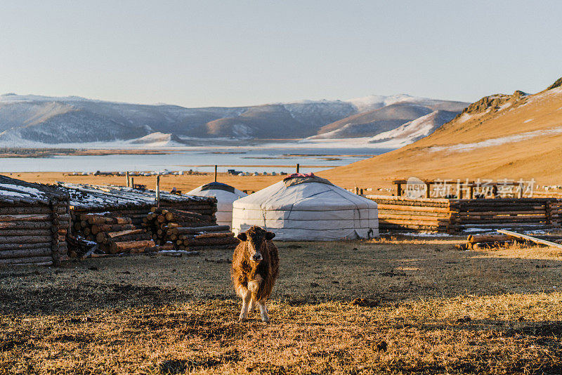 日落时分，蒙古牧场上的牦牛