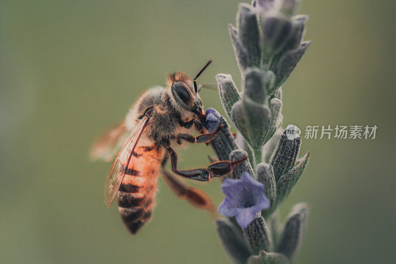 非洲蜜蜂坐在薰衣草花上