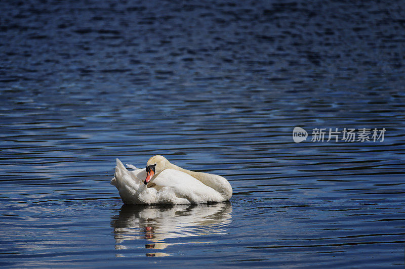 在一个阳光明媚的日子里，沉默的天鹅在苏格兰的湖边休息