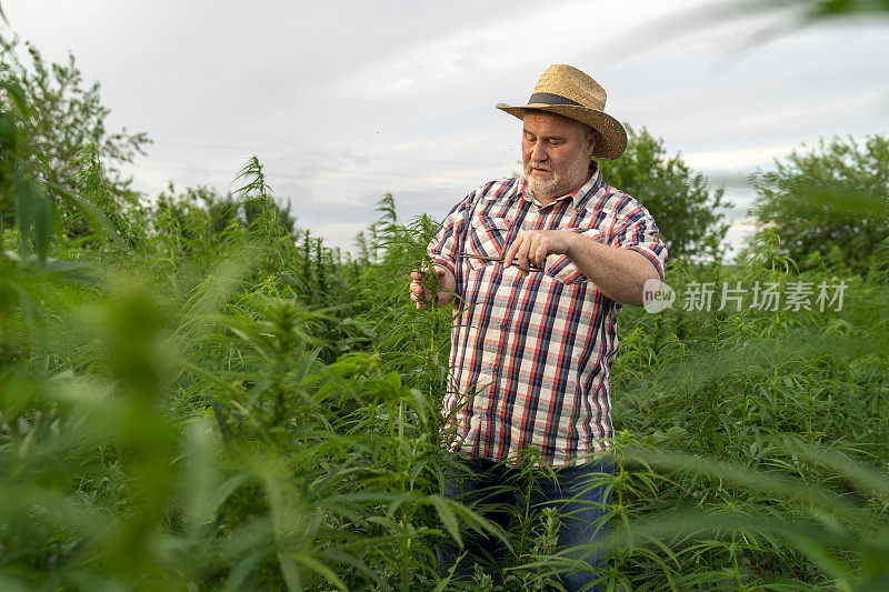 男子采集医用大麻