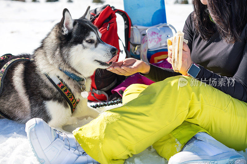 女滑雪者与她的西伯利亚哈士奇在雪地上放松