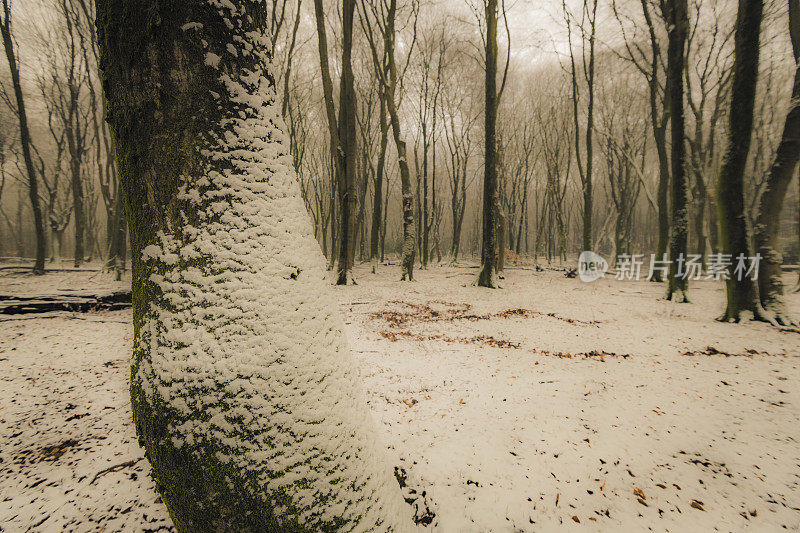 在寒冷的雪天，山毛榉树具有戏剧性的形状在薄雾和积雪的森林