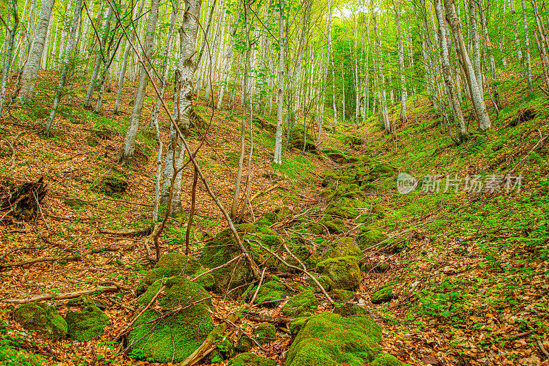 斯塔拉平原老山的绿草地