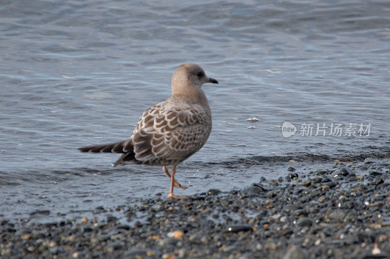 基特威克在阿拉斯加侯默海岸散步