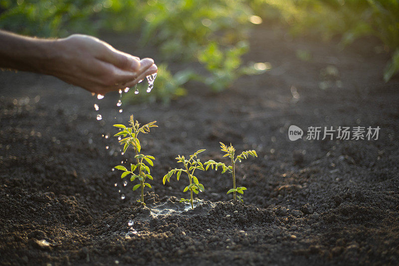 年轻的植物