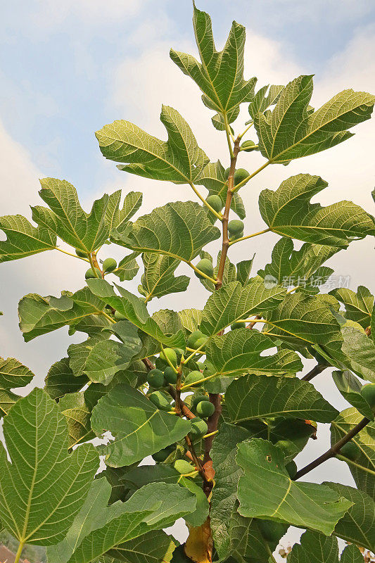 树上的绿无花果(无花果)