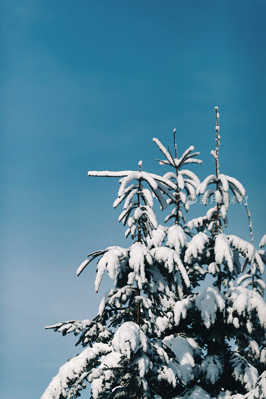 冬天的雪在树梢