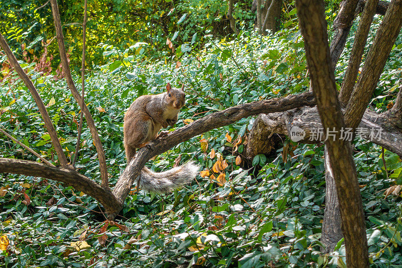 中央公园的松鼠。纽约,美国