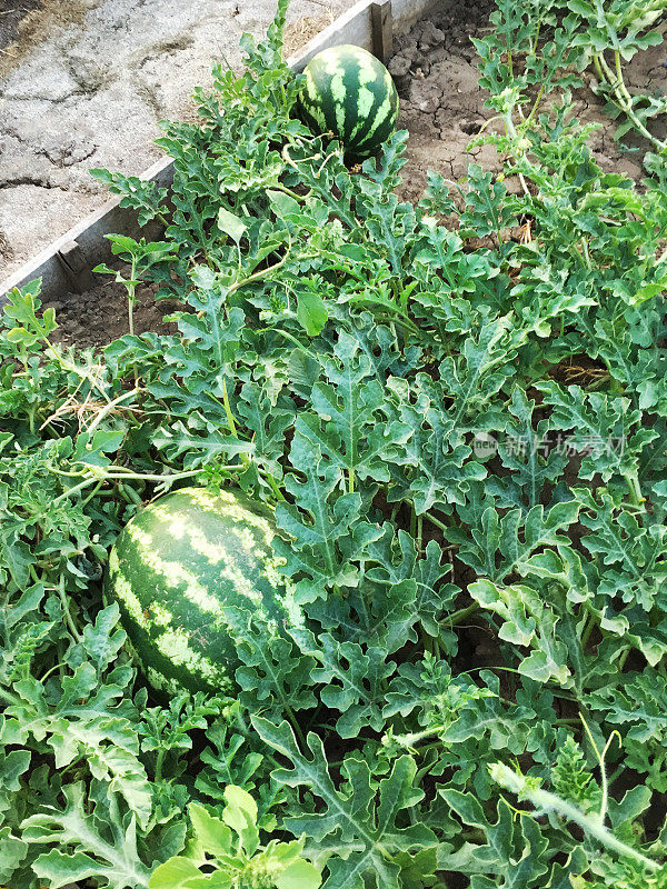 西瓜在田里，蔬菜在园里