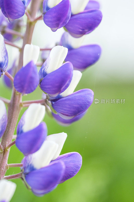 紫色羽扇豆花的宏