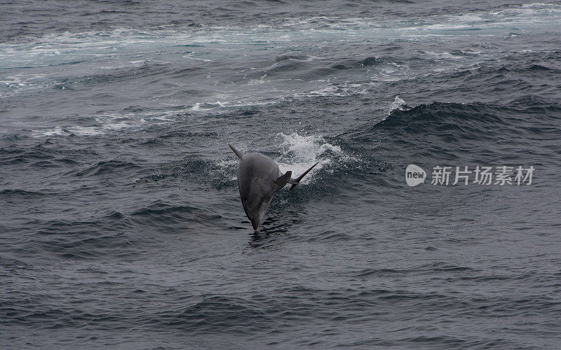 海峡群岛国家公园附近，海豚跃出水面