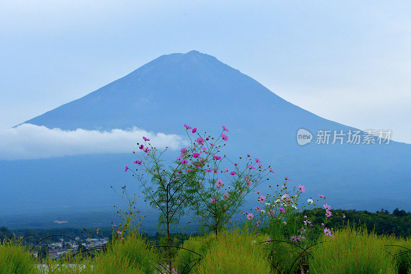 富士山与花(宇宙，科赫亚)在前面