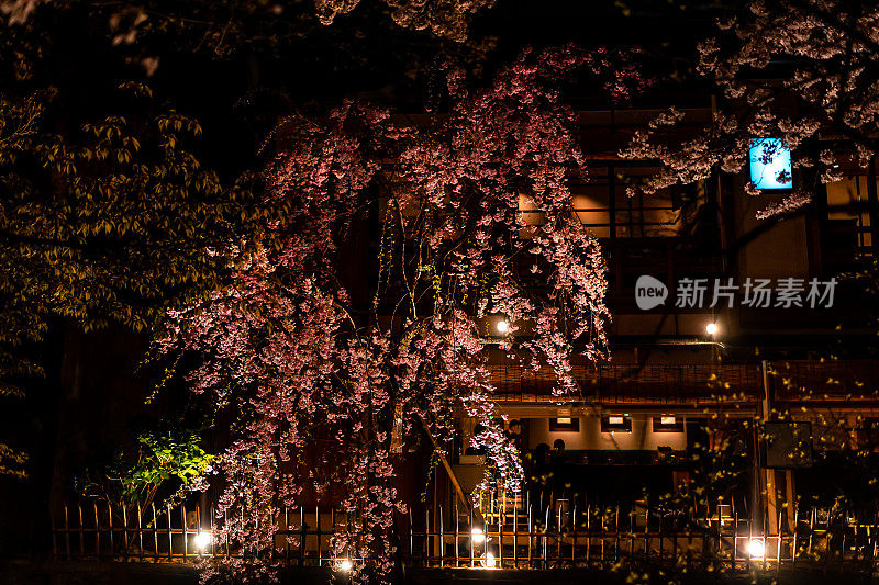 日本京都，Gion区樱花盛开的春天，公园里的花和灯笼灯照明在漆黑的夜晚在居酒屋餐厅晚上