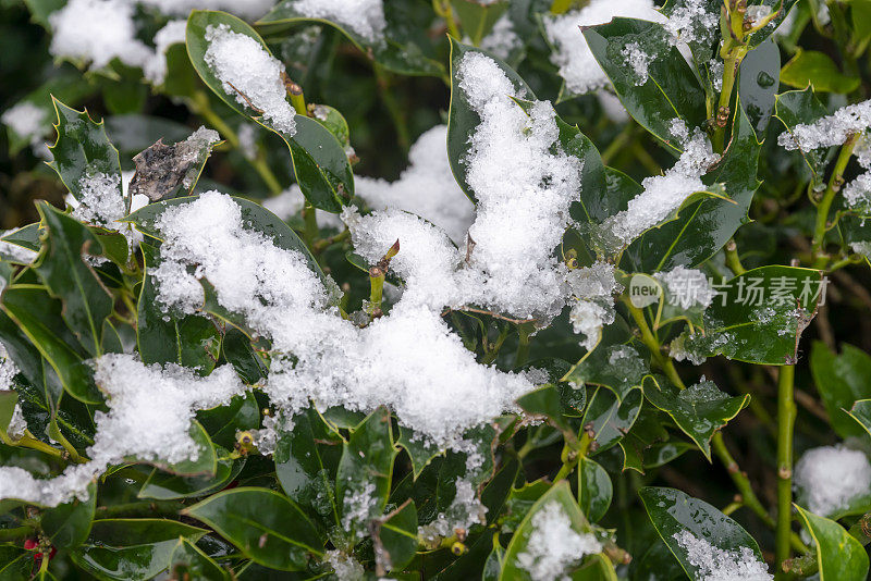 雪中的冬青灌木