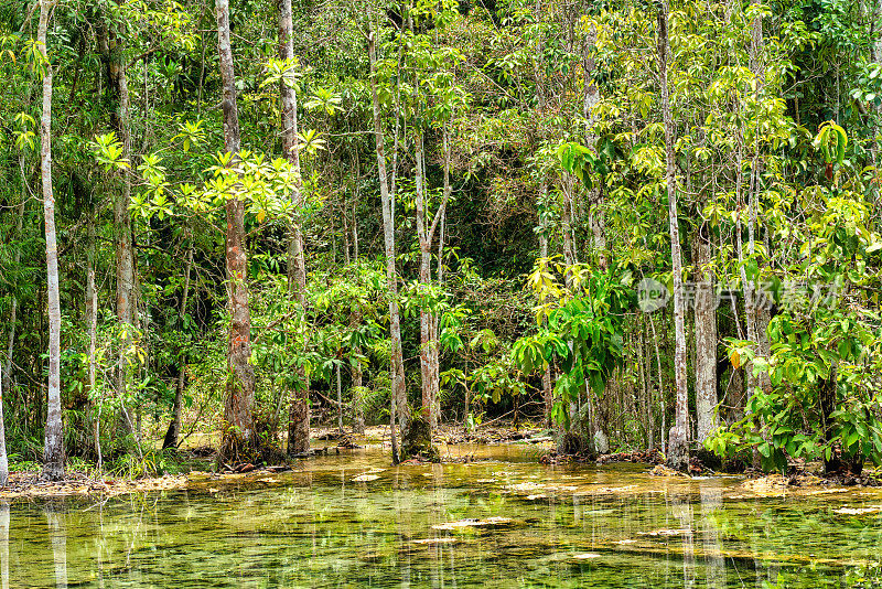 沼泽沼泽湿地森林泰国