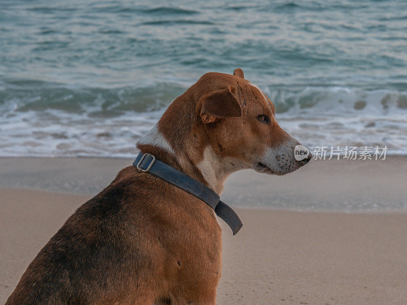 在热带海滩上看日落的狗的肖像