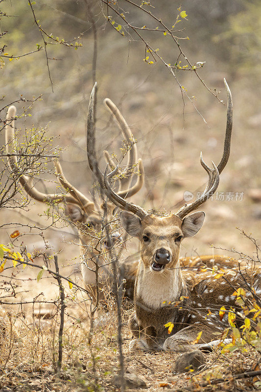 头拍摄的雄性斑点鹿或Chital或轴在户外动物野生动物野生动物园在ranthambore国家公园或森林保护区印度拉贾斯坦邦