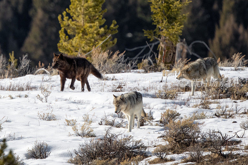 灰狼们穿过黄石国家公园的积雪爬过山顶