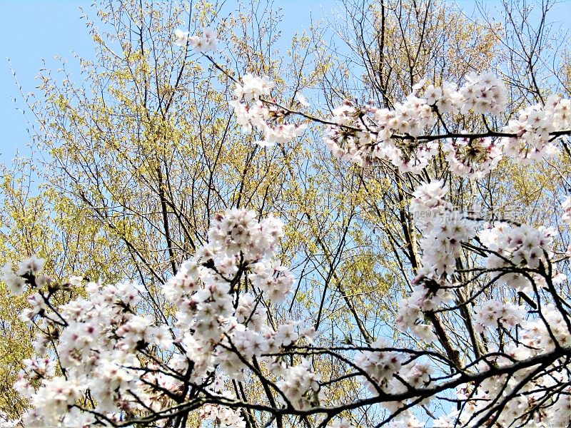 日本。3月底。樱花开花。