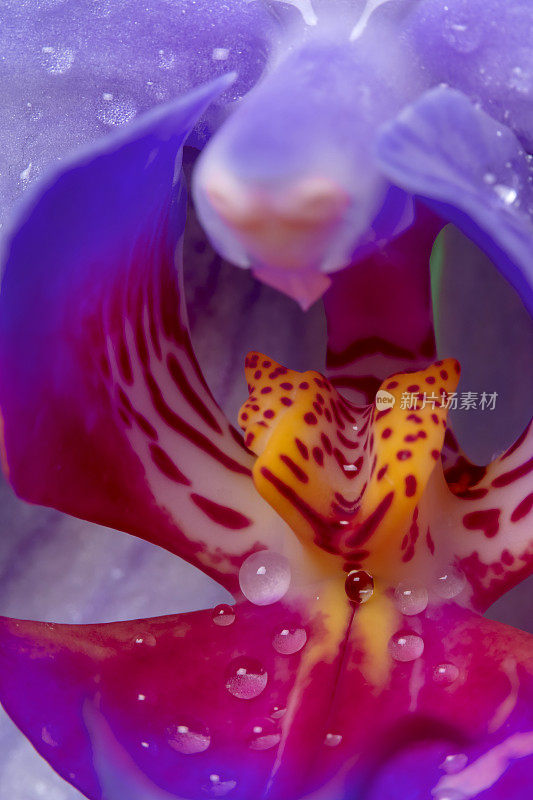 兰花花与雨滴特写