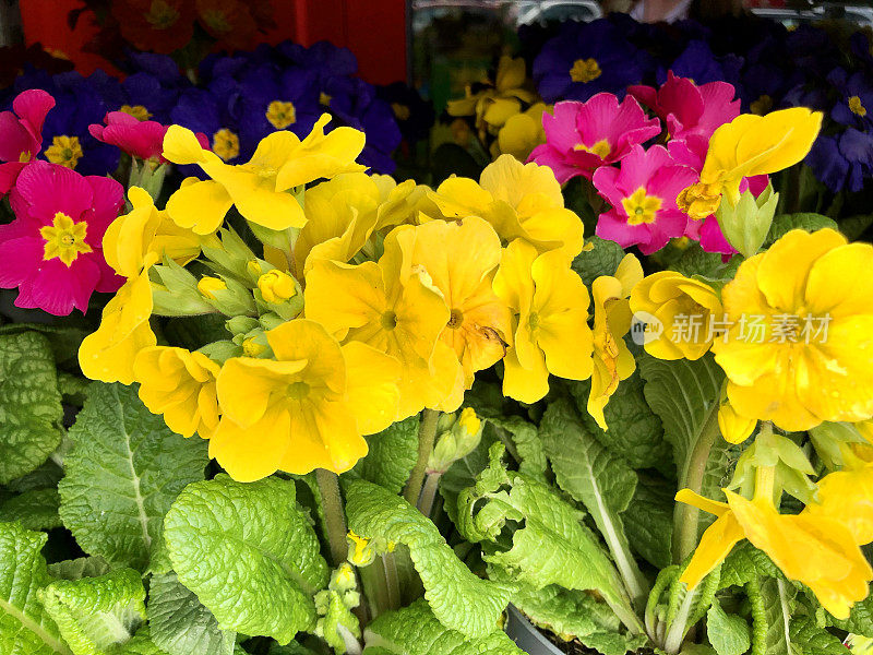 这是一幅紫色、粉色和黄色的报春花的特写照片，这是一种一年生的冬春盆栽植物，重点放在前景