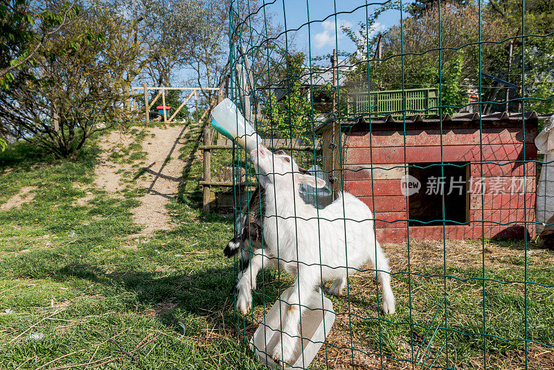 在有机农场用奶瓶喂小山羊