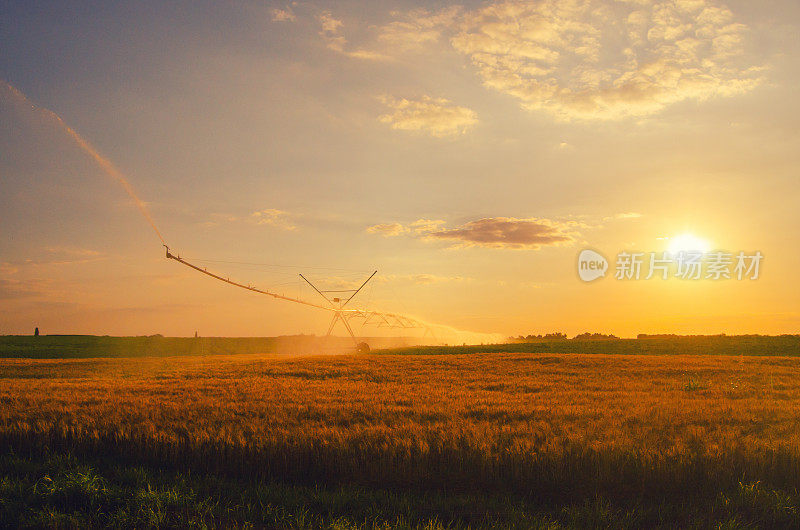 灌溉系统在夏季灌溉麦田