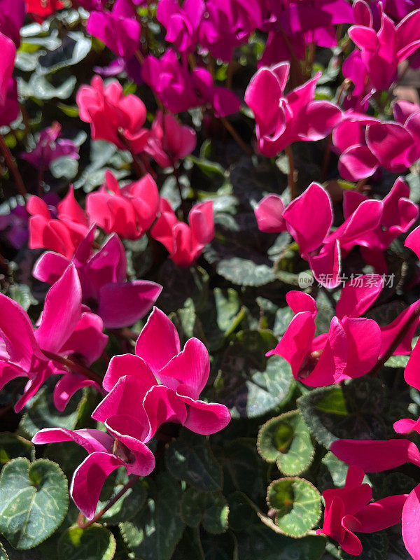 全框架图像的常春藤叶仙客来(仙客来hederifolium)，明亮的粉红色的花与绿色的心形叶背景，升高的观点